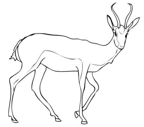 Springbok Antelope Coloring Page